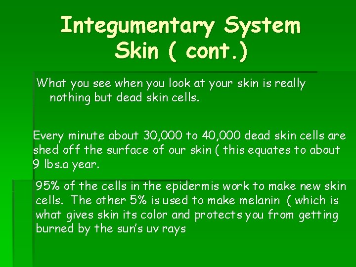 Integumentary System Skin ( cont. ) What you see when you look at your