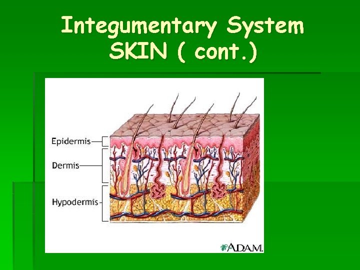 Integumentary System SKIN ( cont. ) 