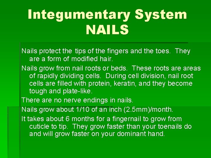 Integumentary System NAILS Nails protect the tips of the fingers and the toes. They