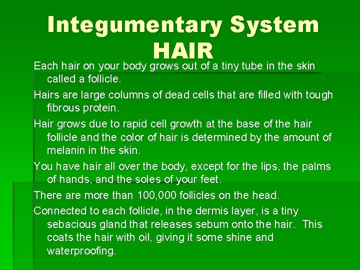 Integumentary System HAIR Each hair on your body grows out of a tiny tube