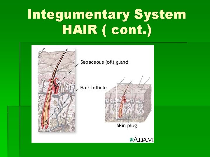 Integumentary System HAIR ( cont. ) 