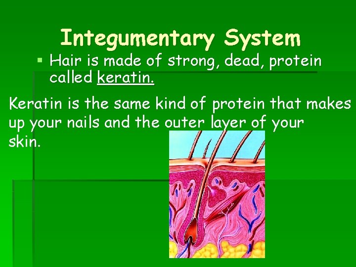 Integumentary System § Hair is made of strong, dead, protein called keratin. Keratin is