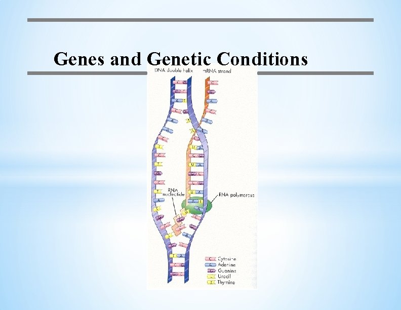 Genes and Genetic Conditions 