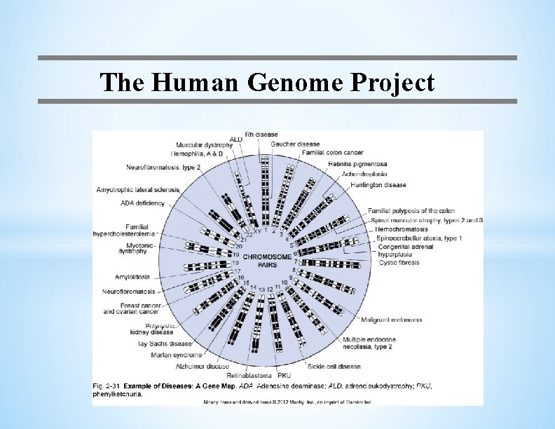 The Human Genome Project 