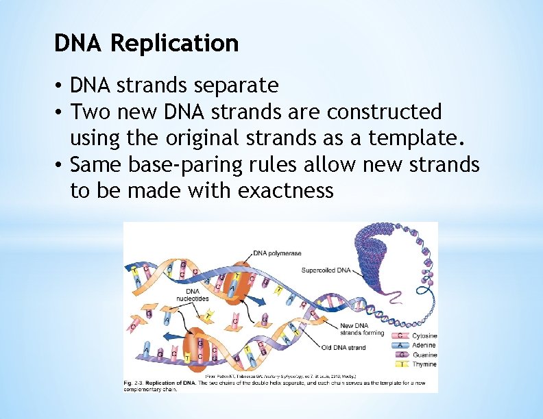 DNA Replication • DNA strands separate • Two new DNA strands are constructed using