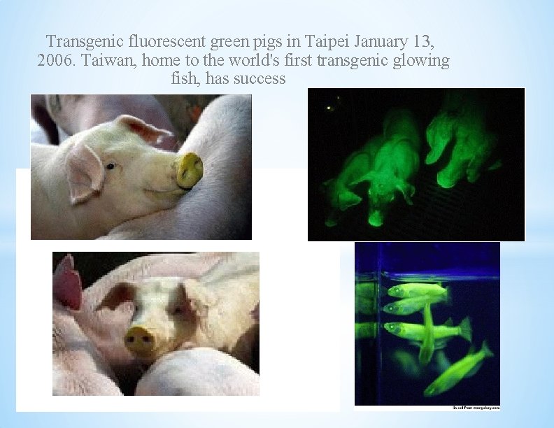 Transgenic fluorescent green pigs in Taipei January 13, 2006. Taiwan, home to the world's