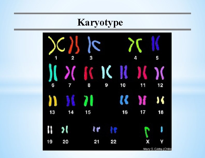 Karyotype 