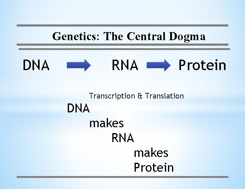 Genetics: The Central Dogma DNA RNA Protein Transcription & Translation DNA makes RNA makes