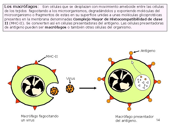 Los macrófagos: Son células que se desplazan con movimiento ameboide entre las células de