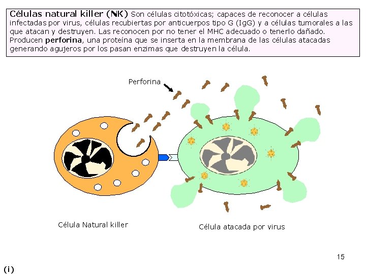 Células natural killer (NK) Son células citotóxicas; capaces de reconocer a células infectadas por