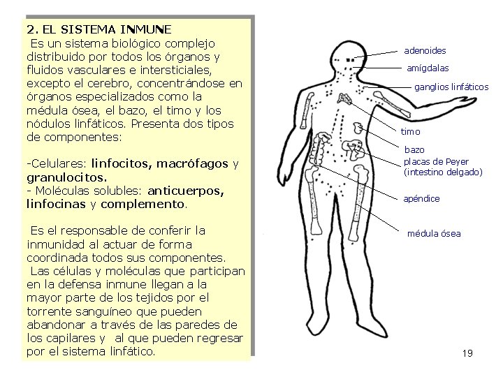 2. EL SISTEMA INMUNE Es un sistema biológico complejo distribuido por todos los órganos