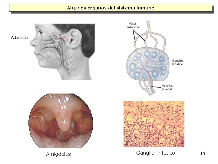 Algunos órganos del sistema inmune Adenoide Amígdalas Ganglio linfático 15 