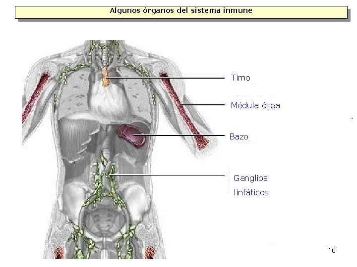 Algunos órganos del sistema inmune Timo Médula ósea Bazo Ganglios linfáticos 16 