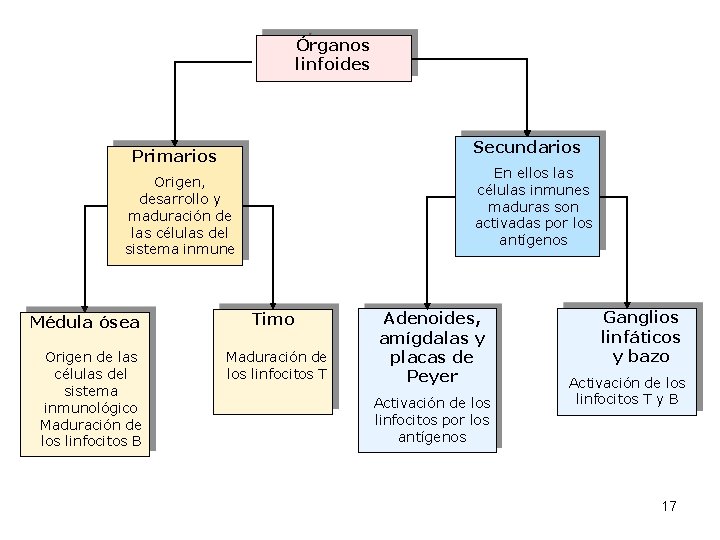 Órganos linfoides Secundarios Primarios En ellos las células inmunes maduras son activadas por los