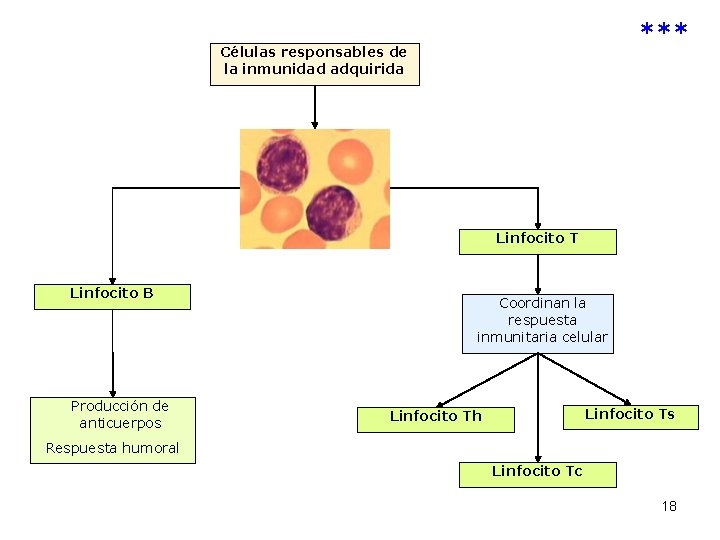 *** Células responsables de la inmunidad adquirida Linfocito T Linfocito B Producción de anticuerpos