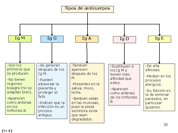 Tipos de anticuerpos Ig M Ig G -Son los primeros que se producen. -Se