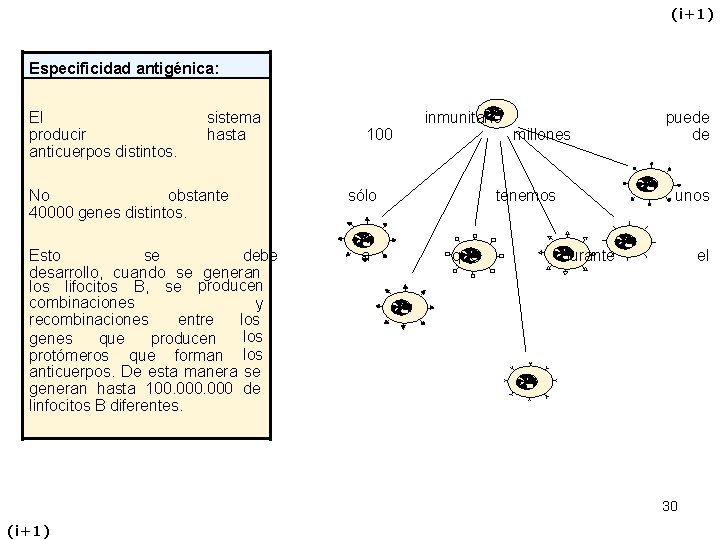 (i+1) Especificidad antigénica: El producir anticuerpos distintos. sistema hasta No obstante 40000 genes distintos.