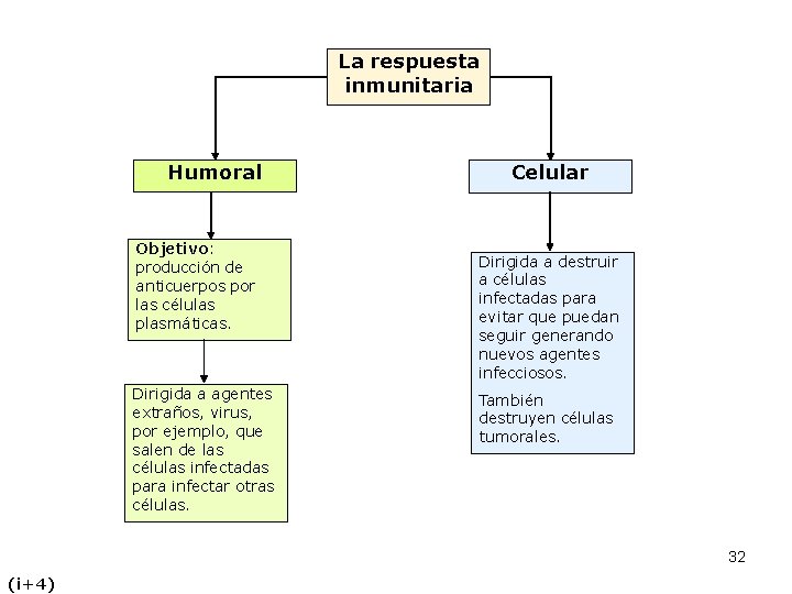 La respuesta inmunitaria Humoral Objetivo: producción de anticuerpos por las células plasmáticas. Dirigida a