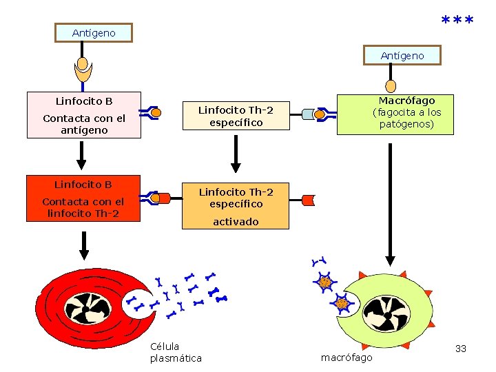 *** Antígeno Linfocito B Contacta con el antígeno Linfocito B Contacta con el linfocito