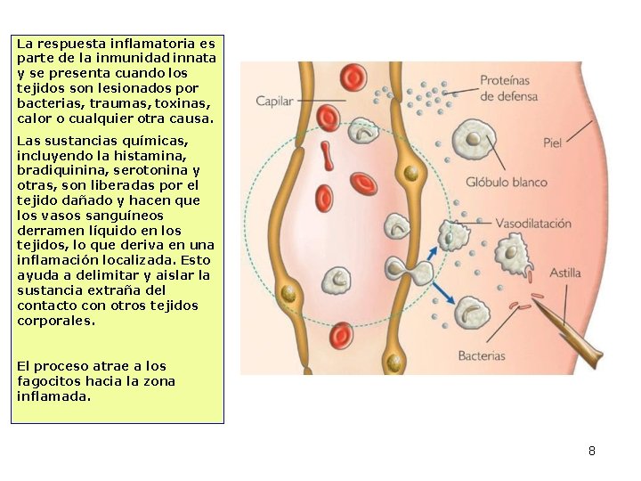 La respuesta inflamatoria es parte de la inmunidad innata y se presenta cuando los