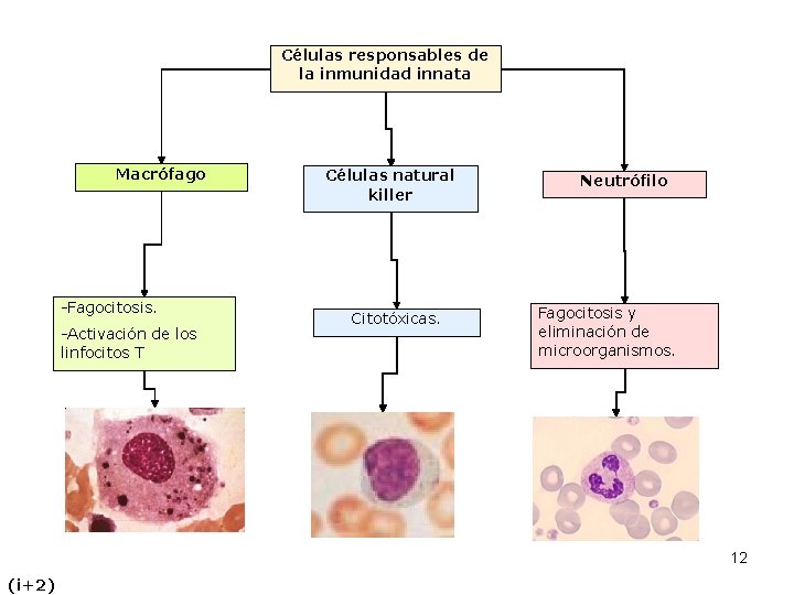 Células responsables de la inmunidad innata Macrófago -Fagocitosis. -Activación de los linfocitos T Células