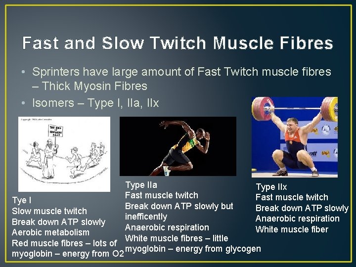 Fast and Slow Twitch Muscle Fibres • Sprinters have large amount of Fast Twitch