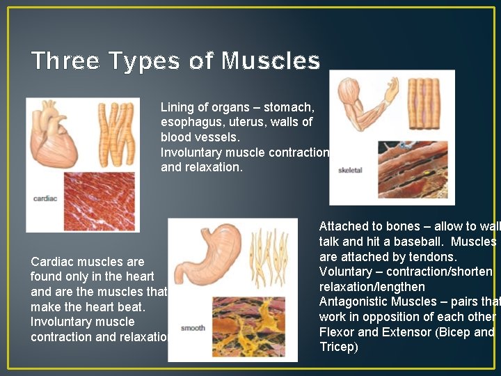 Three Types of Muscles Lining of organs – stomach, esophagus, uterus, walls of blood