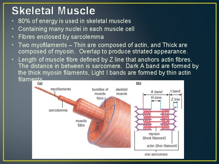 Skeletal Muscle • • 80% of energy is used in skeletal muscles Containing many