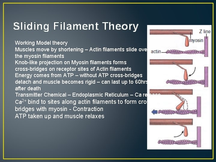 Sliding Filament Theory Working Model theory Muscles move by shortening – Actin filaments slide