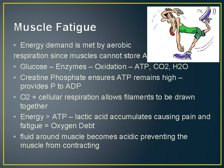 Muscle Fatigue • Energy demand is met by aerobic respiration since muscles cannot store