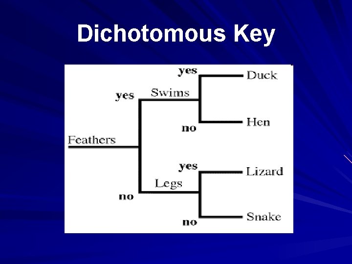 Dichotomous Key 