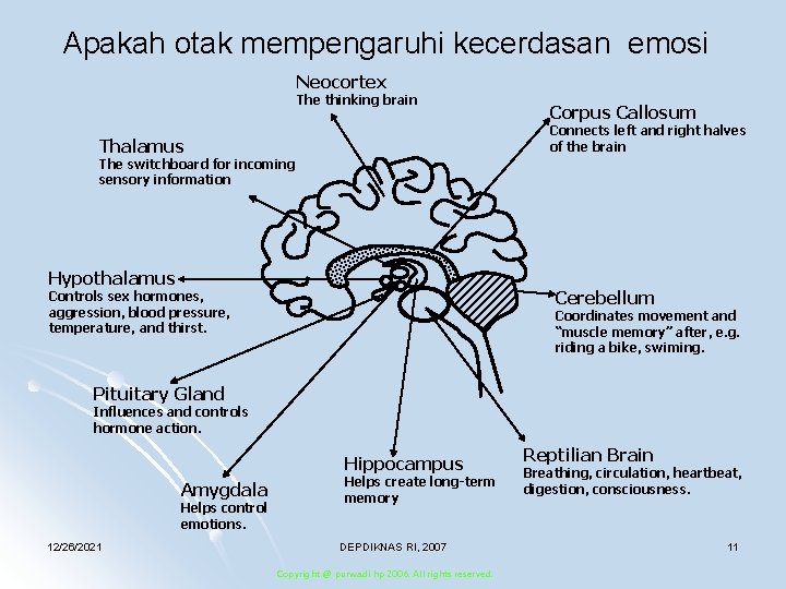 Apakah otak mempengaruhi kecerdasan emosi Neocortex The thinking brain Corpus Callosum Connects left and