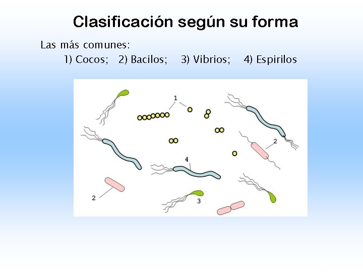 Clasificación según su forma Las más comunes: 1) Cocos; 2) Bacilos; 3) Vibrios; 4)