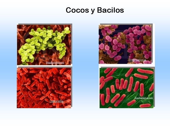 Cocos y Bacilos 3 