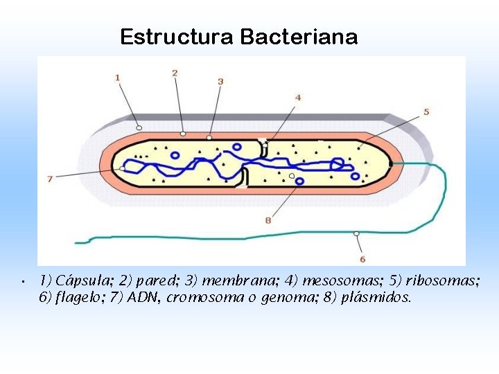 Estructura Bacteriana • 1) Cápsula; 2) pared; 3) membrana; 4) mesosomas; 5) ribosomas; 6)