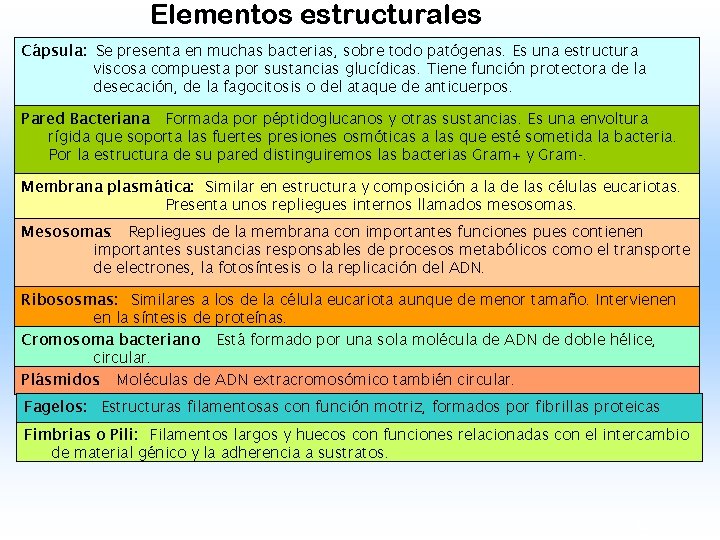Elementos estructurales Cápsula: Se presenta en muchas bacterias, sobre todo patógenas. Es una estructura