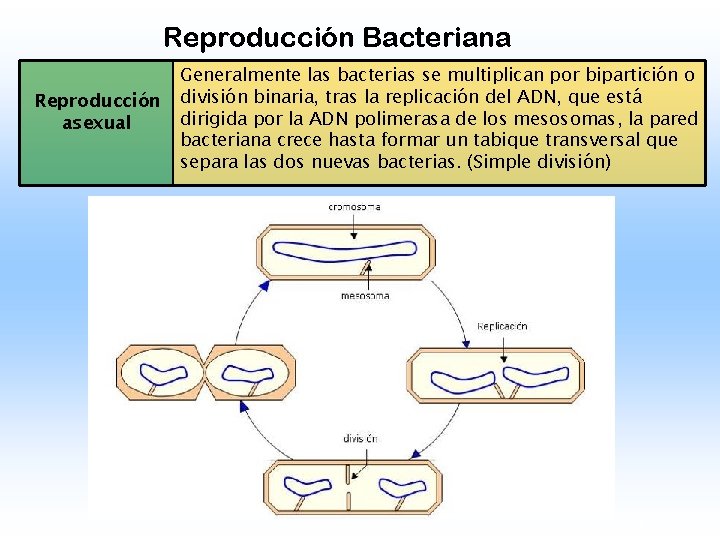 Reproducción Bacteriana Reproducción asexual Generalmente las bacterias se multiplican por bipartición o división binaria,