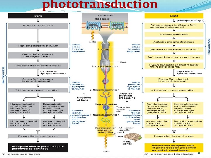 phototransduction 12 