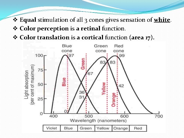 v Equal stimulation of all 3 cones gives sensation of white. v Color perception