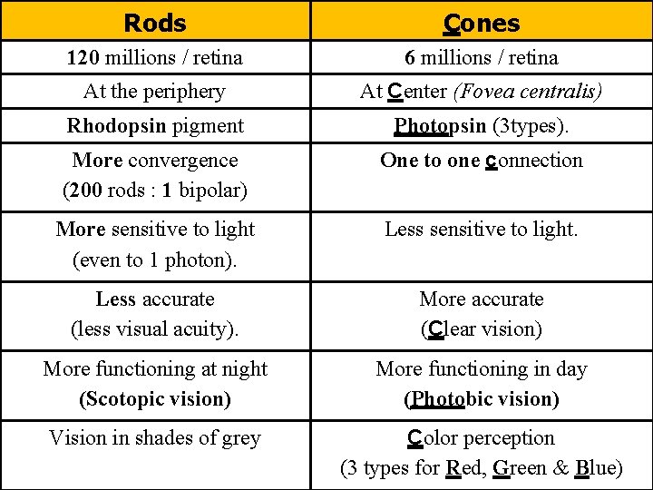 Rods Cones 120 millions / retina 6 millions / retina At the periphery At