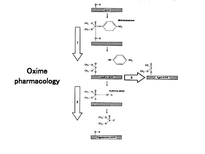 Oxime pharmacology 