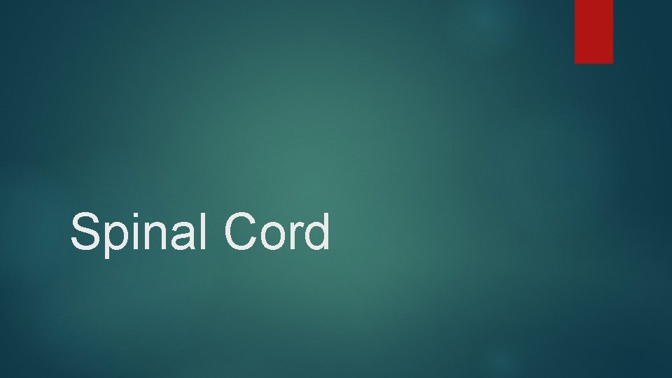 Spinal Cord 