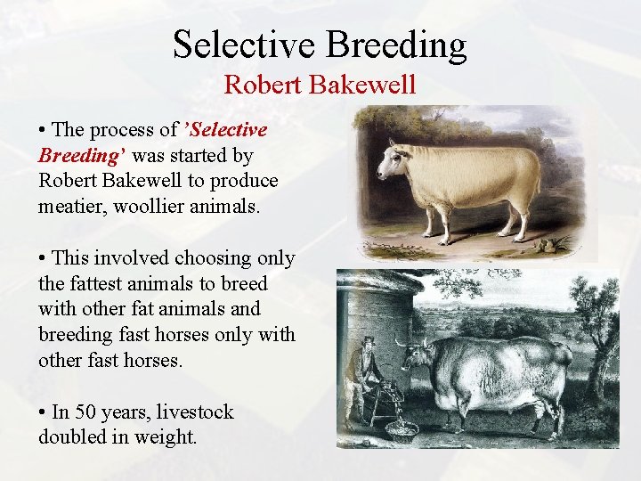 Selective Breeding Robert Bakewell • The process of ’Selective Breeding’ was started by Robert