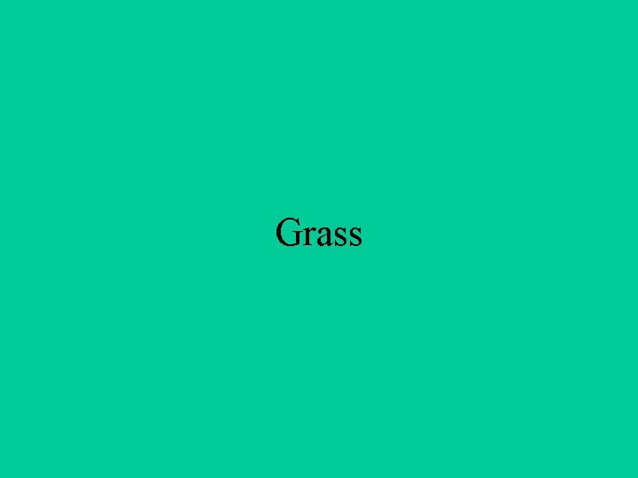 Grass 