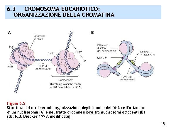 6. 3 CROMOSOMA EUCARIOTICO: ORGANIZZAZIONE DELLA CROMATINA Figura 6. 5 Struttura dei nucleosomi: organizzazione
