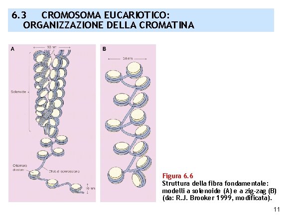 6. 3 CROMOSOMA EUCARIOTICO: ORGANIZZAZIONE DELLA CROMATINA Figura 6. 6 Struttura della fibra fondamentale: