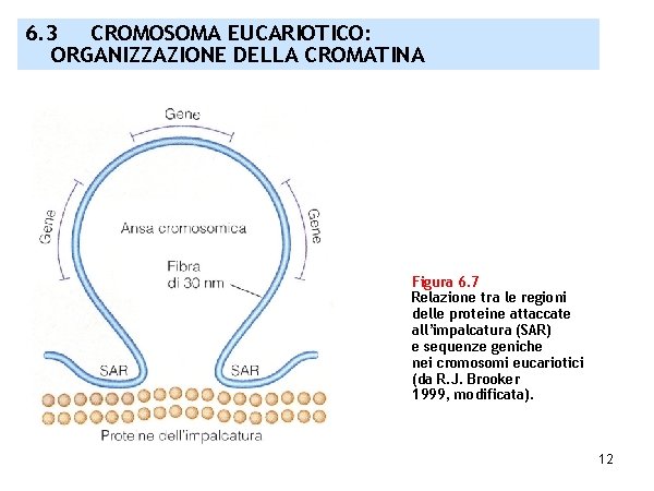 6. 3 CROMOSOMA EUCARIOTICO: ORGANIZZAZIONE DELLA CROMATINA Figura 6. 7 Relazione tra le regioni