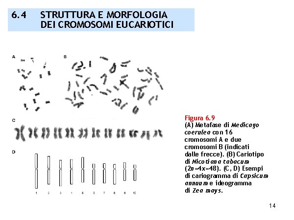 6. 4 STRUTTURA E MORFOLOGIA DEI CROMOSOMI EUCARIOTICI Figura 6. 9 (A) Metafase di