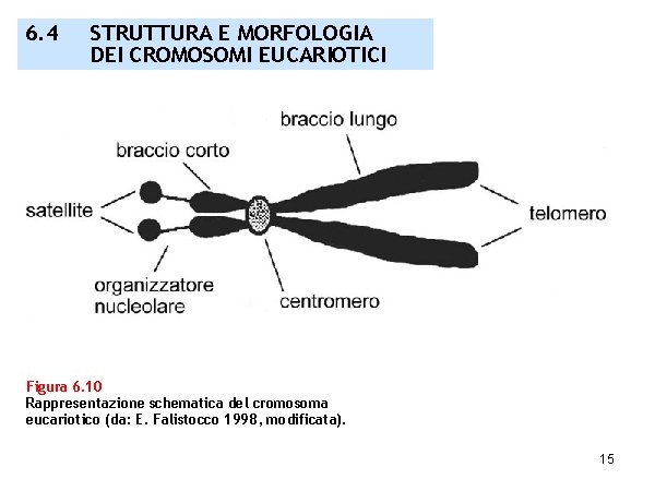 6. 4 STRUTTURA E MORFOLOGIA DEI CROMOSOMI EUCARIOTICI Figura 6. 10 Rappresentazione schematica del