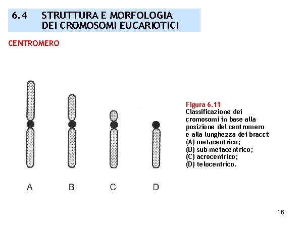 6. 4 STRUTTURA E MORFOLOGIA DEI CROMOSOMI EUCARIOTICI CENTROMERO Figura 6. 11 Classificazione dei